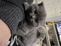 60 günlük scottish fold