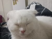 British shorthair kırık kulak kedimiz