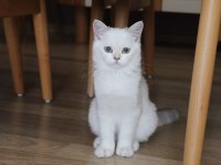 Golden point british longhair ve shorthair yavrular
