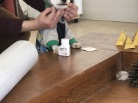 Maltese Terrier Dişi Kısır