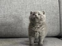 Safkan A++ Kalite British Shorthair Yavrular