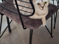 Çok cana yakın scottish fold kedisi