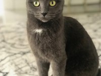 Ücretsiz sahiplendirme scottish fold kedimiz