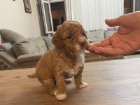 Çok Tatlı Orijinal Toy Poodle Yavruları