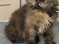 Minik scottish fold yavrularımıza yuva arıyoruz