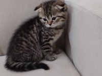 3 erkek kedimiz