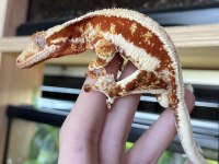 Crested Gecko Türleri
