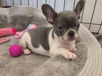 Nadir lilac pied aşılı ped eğitimli french bulldog kızımız