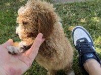 maltipoo kıvırcık turuncu bebek