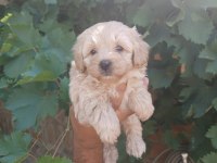 Maltipoo kalite yavrular ırk sağlık garantili