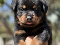 Harika Anatomi Rottweiler Yavrular