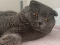 Scottish fold erkek kedimiz