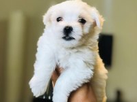 Güzel Mi Güzel Maltipoo