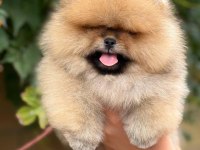 Pomeranian Boo Yavrumuz