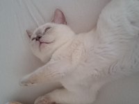 8 aylık british shorthair kedisi