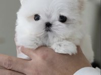 Kore Maltese Terrier 0 Boy Leo