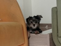 Muhteşem kaliteli yorkshire terrier