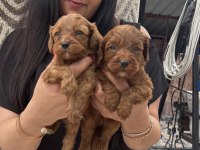 Ufacık Koyu Renk Maltipoo Yavrularım