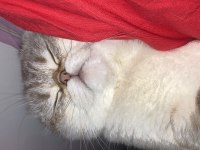 Scottish fold kedimiz