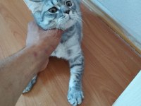 6 aylık british shorthair erkek yavru ilanda