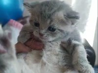 British shorthair