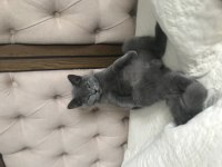 7 aylık british shorthair
