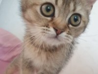 2 buyuk british shorthair