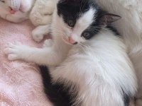 Sımsıcak yüreği olan bir dişi smokin kedi