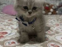 Erkek yavru british longhair