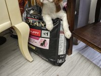 Emsalsiz cavalier king charles yavrularım ev ortamından