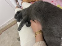 Gece british shorthair