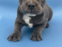 Blue egzotik french bulldog yavrular