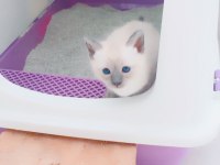 Blue point british shorthair bebekler
