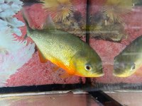 ERKUT PET'DEN NATTERİ PİRANA