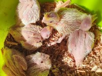 Yavru sultanlar albino