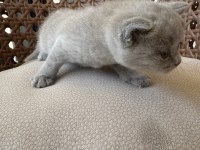 TOP KAFA HARİKA YAVRU KEDİLER