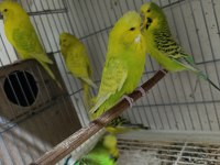 Jumbo muhabbet kuşları