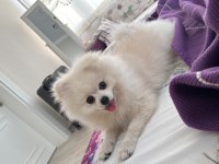 13 Aylık Erkek Pomeranian Boo - Orjinal ırk Aşıları Tam