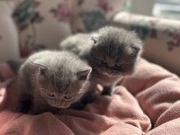 British shorthair yavrularımız yeni yuvasını arıyor