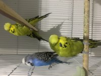 Show jumbo muhabbet kuşu yavrular
