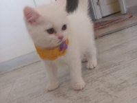 2 aylık pamuk british longhair