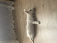 Maltese Terrier 4 Aylık