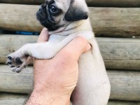 Safkan Gül Kuyruk Pug Yavruları