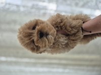 Maltipoo yavrum 55 günlük