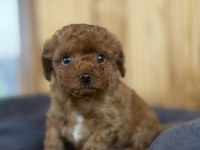 Show kalite poodle yavrularımız