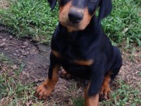 Estetikli ve Estetiksiz Doberman Yavrular