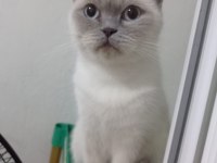 British Shorthair Kedisi