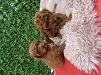Toy Poodle Köpeklerimiz