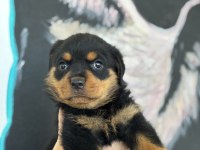 Son Rottweiler yavrularım