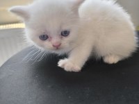 Kedimize çok uyguna vereceğim